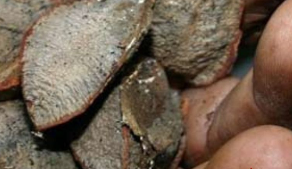 Forest Pedagogy. Riches and Resistances of the Amazon – Celebrating the 40th anniversary of the National Council of Traditional Extractive Populations - CNS